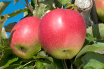 Jonagold -Apfelblüte im Alten Land
